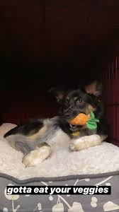 Pin By Moony On Crankgameplays Ethan Crankgameplays Cute Animals Animals