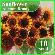 Bunga matahari atau sun flower jual benih bunga matahari unggul. Benih Bunga Matahari Sunflower Auntumn Beauty Bibit 10 Biji Haira Seed Peralatan Berkebun Berkebun Hobi Koleksi Bukalapak Com Inkuiri Com