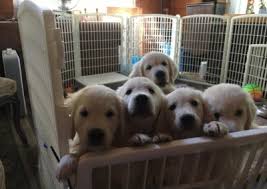 Looking for a golden retriever pet puppy? Our Puppies The Ark White English Cream Golden Retrievers