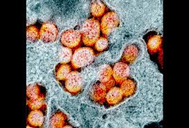 Coronavirus Disease 2019 (COVID-19): A Global Crisis