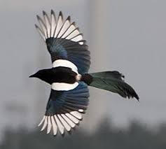 Magpie Tendencies Meaning The Magpie S Obsession With Shiny Things Is Symbolic Of Our Tendency To Chase After False Ideas Or Magpie Magpie Art Eurasian Magpie