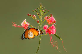 Image result for Polhillides