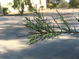Image result for Tamarix usneoides