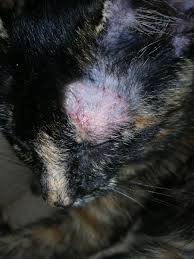 Vets call this psychogenic alopecia. cats that have it tend to pick at their belly, sides, and. Cwnh Cats With No Hope No Twitter Hope Has Developed Hair Loss Over The Past Couple Of Days And I Have No Idea What Could Be Causing This None Of The