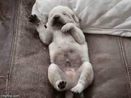Do Dogs Dream Dog Dreams Dog Nightmares And What Science Says