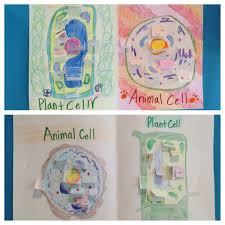 1932 animal cell 3d models. Classroom Connection 5th Grade S Plant And Animal Cell Projects Tending Our Common Ground