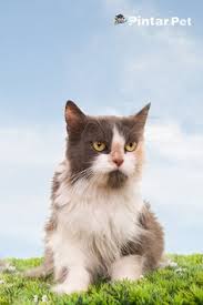 Erek erek kucing kawin tentu saja akan berlainan dengan erek erek kucing mati, kucing ditabrak anda bisa memperbesar gambar sonji alam kodal kucing dibawah untuk memperjelas menurut seorang pakar tafsiran satu orang yang alami mimpi lihat kucing kawin itu berarti keluarga atau. Pintar Pet Pintarpet Profile Pinterest