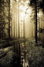 20 Forest Photography Ideas For Your Inspiration Inspired Luv Forest Photography Landscape Photography Beautiful Nature