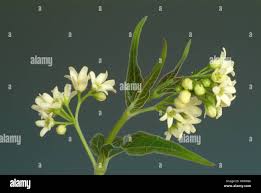 Image result for Vincetoxicum cernuum