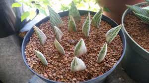 It's not easy growing any succulent indoors, and normally you go for as much indoor light as you can get. Haworthia Leaf Propagation Succulent Gardening Cacti And Succulents Propagating Succulents