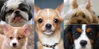 Tra le razze più indicate per vivere in appartamento, dunque, sono da escludere i cani da caccia, anche se di piccola taglia per la loro naturale tendenza a scavare e a mordicchiare tutto quanto capita a tiro. Cani Di Piccola Taglia Conoscerli Per Amarli Dog It