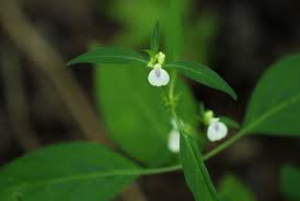 Image result for Justicia protracta