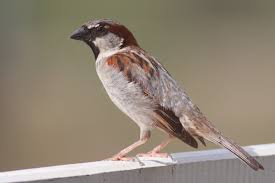 Bird Hit Window Still Alive Meaning Our Birdseed Feeder Is Attracting House Sparrows Now One Of These Hit My Window At Work Wild Birds House Sparrow Bird