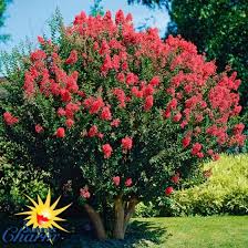 Indianerflieder Tuscarora Im Ca 23 Cm Topf Online Kaufen Bei Gartner Potschke Pflanzen Gartenarten Winterharte Stauden