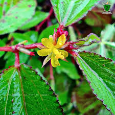 Image result for Corchorus aestuans