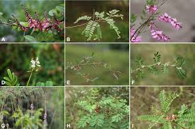 Image result for Indigofera filipes