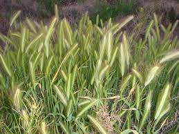 Hordeum Murinum Foxtail Grass Non Native Annual I Think Foxtail Grass Colorado Native Plants
