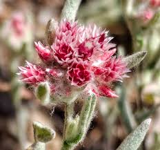 Image result for Helichrysum argyrosphaerum