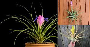Greener types dry out faster. 26 Types Of Air Plants That Are Most Beautiful Best Air Plant Varieties