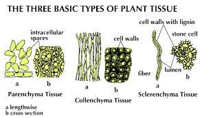 What are the 3 types of plant cells. Parenchyma Description Function Britannica