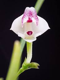 Image result for Polystachya virginea