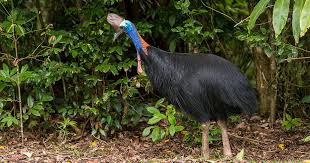 We did not find results for: Ask Kenn Kaufman Which Birds Are Most Like Their Dinosaur Ancestors Audubon