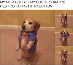 30 Funny Dog Memes To Make You Howl With Laughter Cute Dog Memes