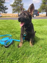 For example, thin ears that do not have much cartilage may not be stiff enough to. I Couldn T Believe At 8 Weeks Old Her Ears Were Up Already Ella Is Her Name And She Is The Smartest Dog I Have Encountered She Is Now 5 Months East German