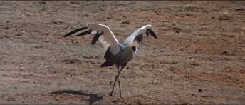 Animals are beautiful people photos view all photos (14) movie info. Beautiful People 1974 Imdb