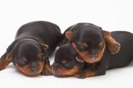 Doberman Pinscher Cost A Complete Guide With Calculator Petbudget