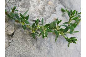 Image result for Polygonum aviculare