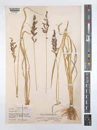 Image result for Echinochloa brevipedicellata