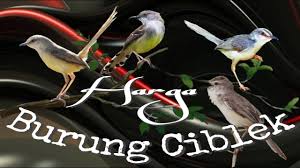 We did not find results for: Download Burung Ciblek Mp4 Mp3 3gp Naijagreenmovies Fzmovies Netnaija