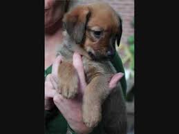 Hij is verwant aan de duitse pinscher met het verschil dat hij niet als gezelschapshond. Oostenrijkse Pinscher Puppy S Americanis Youtube