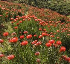 Image result for Leucospermum
