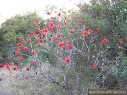 Image result for Greyia