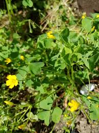 We did not find results for: Weed Of The Month Yellow Woodsorrel Home Garden Information Center