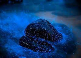 快來看今年藍眼淚的照片影片 2015第三屆馬祖 藍眼淚 攝影賽 新聞快遞 欣攝影 wonderful places whale celestial