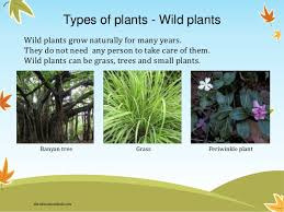 These trees are grown by nurseries as landscape ornamentals. Environmental Science Evs Plants Class Ii