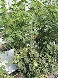 Image result