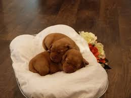 Our adults and puppies live in our home, giving them the best care from both their. Fox Red Labrador Puppies For Sale Four Star Labradors Midwest Ohio