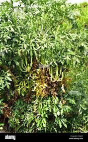 Image result for Cussonia zimmermannii