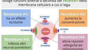 Questa teoria, tuttavia, non è stata dimostrata quali sono gli alimenti che la contengono e quali sono invece i cibi istamino liberatori? Istamina Cos E Alimenti Con E Senza E Cibi Istamino Liberatori