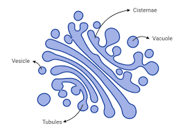 The golgi apparatus, or complex, plays an important role in the modification and transport of proteins within the. What Is The Golgi Apparatus List Its Functions Class 11 Biology Cbse