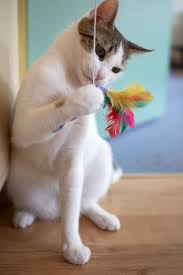 First, the energy to perform essential body functions like digestion, respiration, heart functions, brain functions, etc. Fat Cat How To Help Your Feline Lose Weight