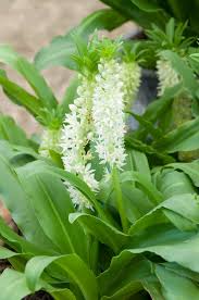 Image result for Eucomis zambesiaca
