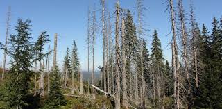 Image result for images acid rain effects