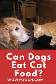 Can Dogs Eat Cat Food Wowpooch Can Dogs Eat Cat Food Dog Eating