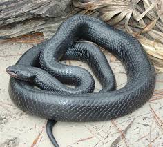 Black And Orange Snake Florida Poisonous Eastern Indigo Snake Florida Not Poisonous Poisonous Snakes Snake Images Largest Snake