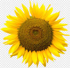 The bed and breakfast also offers car hire. Yellow And Brown Sunflower Sunflower Image File Formats Presentation Sunflower Seed Png Pngwing